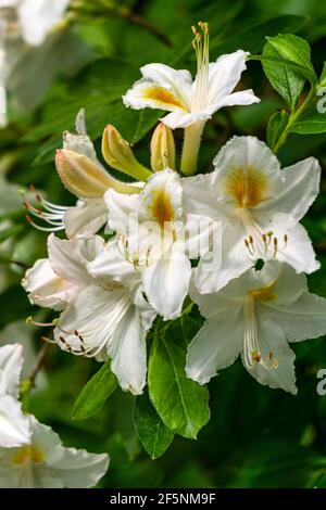 Beau blanc lumineux avec des fleurs de rhododendron jaune d'étamines dans le parc. Banque D'Images