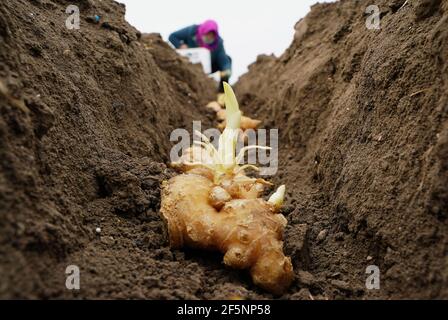 Tangshan, province chinoise de Hebei. 27 mars 2021. Un agriculteur plante du gingembre au village de Daqituo, dans le district de Fengrun, à Tangshan, dans la province de Hebei, au nord de la Chine, le 27 mars 2021. Credit: Yang Shiyao/Xinhua/Alay Live News Banque D'Images