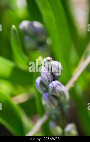 Pousses et bourgeons mauves fermés dans le jardin, fleurs de jacinthe, plantes et feuilles vertes, première fleur de printemps, beauté dans la nature Banque D'Images