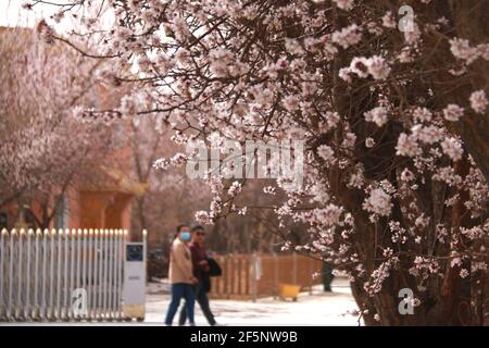 Jiuquan, province chinoise du Gansu. 27 mars 2021. Les gens voient les fleurs d'abricot dans un jardin d'abricot à Dunhuang, dans la province de Gansu, dans le nord-ouest de la Chine, le 27 mars 2021. Credit: Zhang Xiaoliang/Xinhua/Alay Live News Banque D'Images