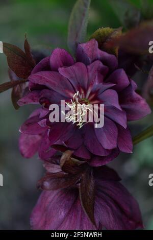 Macro prise de vue noir bordeaux hellébore. La floraison printanière précoce s'est élevée comme des fleurs d'hellebore. Helleborus orientalis Delila Banque D'Images