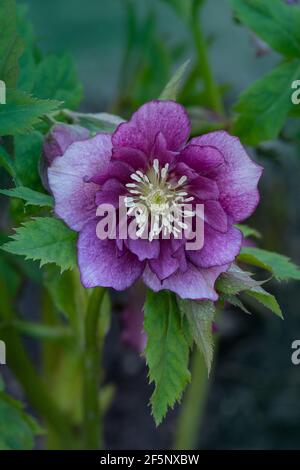 La rose de Lenten ou les fleurs hellébore Double Ellen Picotee qui notent naturellement. Plante Evergreen hellebore rose fleur ou lenten rose. flo hiver toxique Banque D'Images
