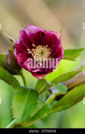 Helleborus plante la première à fleurir dans le jardin en hiver. L'hélioporée macro pousse dans le jardin. Banque D'Images