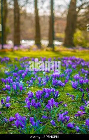 Crocus pourpre en pleine croissance sauvage dans une prairie forestière en Écosse Banque D'Images