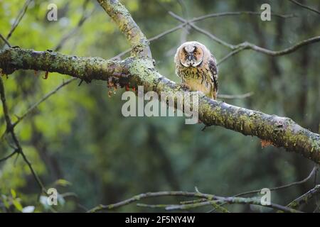 Portrait de la faune dans la nature d'un jeune hibou à longues oreilles naissant (asio otus), perché sur une branche d'arbre. Banque D'Images