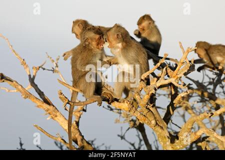 Petits singes balinais à queue longue (Macaca fascicularis) jouant dans un arbre, Ubud, Bali, Indonésie Banque D'Images