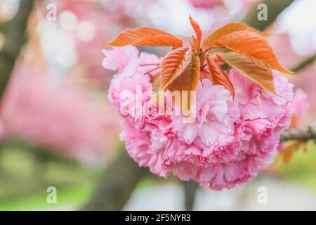 Gros plan d'une fleur de cerisier de kanzan rose (prunus kanzan) au printemps. Banque D'Images