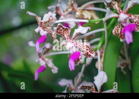 Gros plan superbe texture blanc rouge et rose couleur orchidée fleur image Banque D'Images
