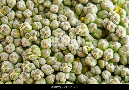 Brocoli gros plan. Les légumes verts comme arrière-plan dans la prise de vue macro. Pour manger des aliments sains. Banque D'Images