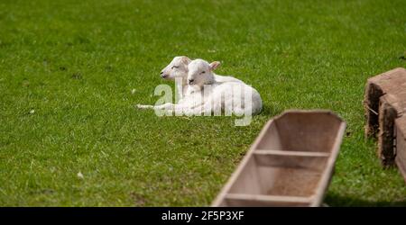 Uffington, Lincolnshire, Royaume-Uni. 27 mars 2021. Des agneaux s'empare dans le champ d'Uffington, Lincolnshire. Credit: Jonathan Clarke/Alamy Live News Banque D'Images