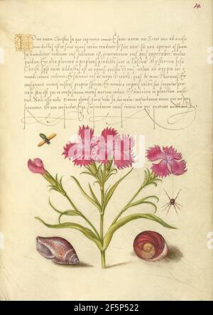 Insecte, Sweet William, Spider, Marine Molusk et Eye of Santa Lucia. Banque D'Images