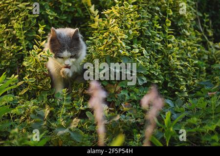 Belle patte de lavage de chat de chat et se lécher parmi les fleurs en fleur. Un joli chaton léche les pattes après le repas un jour ensoleillé d'été. Banque D'Images