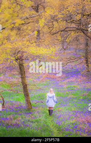 Une jeune femme blonde explore une forêt de cloches colorées (jacinthoides) au printemps à Kinclaven Bluebell Wood dans le Perthshire, SC Banque D'Images