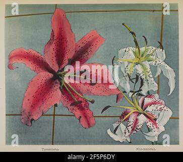Lily. Kazumasa Ogawa (japonais, 1860 - 1929) Banque D'Images