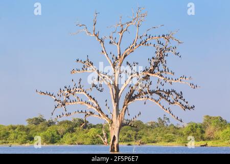 Un arbre mort dans l'eau est couvert d'un troupeau de petits oiseaux cormorans (Microcarbo niger) à un trou d'eau dans le parc national d'Udawalawe, Sri Lanka Banque D'Images