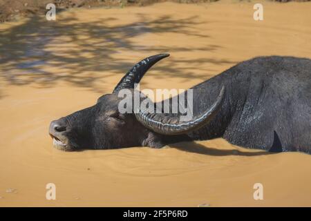 Un taureau de buffle d'eau sauvage mâle (Bubalus arnee) ou un buffo asiatique ou asiatique se rafraîchit dans un bassin d'eau boueux lors d'une journée chaude au parc national d'Udawalawe, Banque D'Images