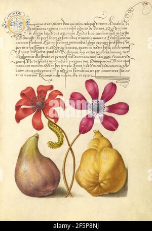 Anémones de coquelicot, Caterpillar, Fig et Quince. Banque D'Images