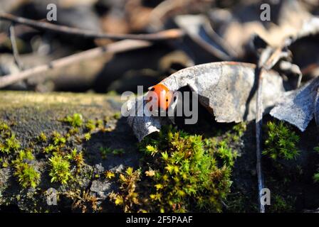 Coccinelle assise sur des feuilles brunes sèches, gros plan, fond vert mousse Banque D'Images