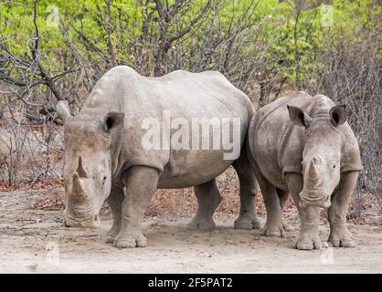 Deux blancs (à large lèvre) Rhinocéros dans l'Africain Bush i Etosha Banque D'Images