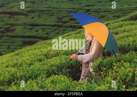 Une jeune femme blonde touriste avec un parapluie coloré un jour pluvieux dans la campagne de plantation de thé en terrasse à Nuwarya Eliya au Sri Lanka colline c Banque D'Images