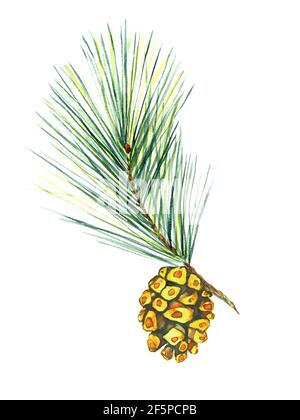 Branche de pin avec cône de pin, isolée sur l'illustration d'aquarelle blanche Banque D'Images