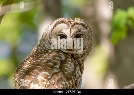 Gros plan d'une hibou barrée femelle (Strix varia) attendre que ses deux wlets quittent le nid Banque D'Images