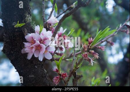 Fleurs d'amande en fleur. Les fleurs de Prunus dulcis, de couleur rose pâle, fleurissent au printemps, poussent naturellement dans des bosquets ou sont cultivées pour les graines délicieuses. Banque D'Images