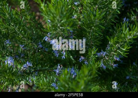 Arbuste au romarin Evergreen ou Salvia rosmarinus avec de petites fleurs violettes en fleur. Herbes aromatiques méditerranéennes maison et utilisées comme condiment. Banque D'Images