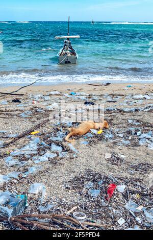 Chien de détente et de repos dans un tas de plastique sur une plage tropicale. Déchets sur la plage avec fond bleu de mer. (Cuba) Banque D'Images