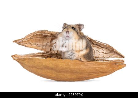 Hamster Campbelli adulte brun, debout dans une coquille de kapok sèche. En regardant vers l'appareil photo. Isolé sur fond blanc. Banque D'Images