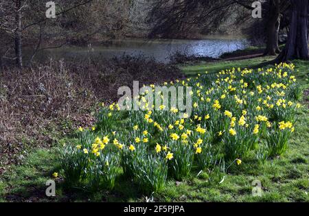 Les jonquilles fleurissent à Victoria Park, Leamington Spa, Warwickshire, Royaume-Uni Banque D'Images