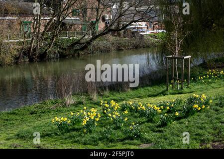 Les jonquilles fleurissent le long de la rivière Leam à Victoria Park, Leamington Spa, Warwickshire, Royaume-Uni Banque D'Images