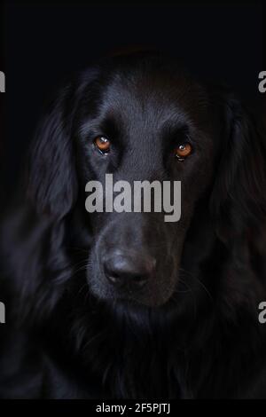 Tête d'un retriever à revêtement plat qui regarde l'appareil photo avec son look fidèle et ses beaux yeux bruns. Image verticale, arrière-plan noir Banque D'Images