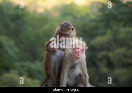 Les singes du vieux monde Toque macaques (Macaca sinica) le toilettage social dans la jungle du Sri Lanka. Banque D'Images