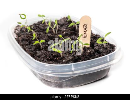 La plantule de tomate de Bush a commencé à l'intérieur dans un récipient. Il vient d'émerger des pousses avec étiquette de nom de bois. Tomate en fleur « Tasmanian Chocolate » déterministe compacte Banque D'Images