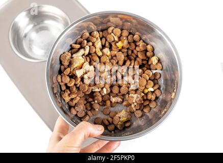 Nourriture pour chien dans un bol pour chien adulte de grande taille. Des croquettes mélangées à de la nourriture humide pour une manne piqueuse. Une main tient un plat pour animaux sur un stati d'alimentation de chien élevé Banque D'Images
