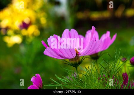 Belle fleur rose de Cosmos bipinnatus sur fond de jardin flou en lumière douce au lever du soleil. Banque D'Images