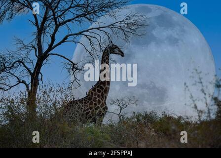 Une girafe solitaire silhouettée par une pleine lune dans la réserve de jeu de Mala Mala, Mpumalanga, Afrique du Sud Banque D'Images