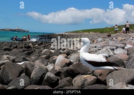 caravelas, bahia / brésil - 22 octobre 2012: L'atoba d'oiseau est vu sur une île dans le Parque Marinho dos Abrolhos dans le sud de Bahia. Banque D'Images