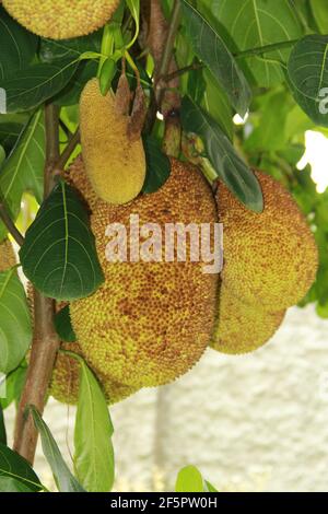 conde, bahia / brésil - 16 septembre 2012: Le jackfruit est vu avec ses fruits sur une ferme dans la ville de Conde. *** Légende locale *** Banque D'Images