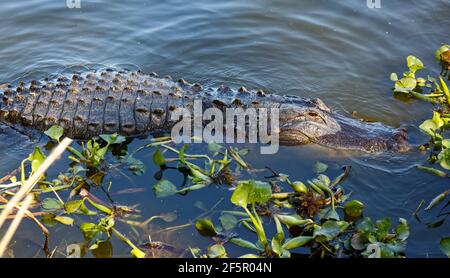 Alligator américain, dans l'eau, à moitié submergé, gros plan, reptile dangereux, Animal, faune, nature, Alligator mississippiensis, Circle B Bar Reserve, Banque D'Images