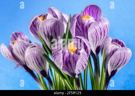 le secret du crocus, crocus rayés sur fond bleu Banque D'Images