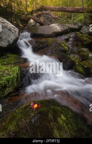 Une petite cascade le long de Fallingwater Cascades Creek le long de Blue Ridge Parkway en Virginie. Banque D'Images