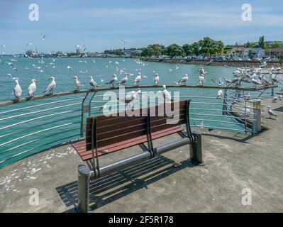 Paysages comprenant beaucoup de mouettes autour de Devonport, une banlieue portuaire d'Auckland en Nouvelle-Zélande Banque D'Images