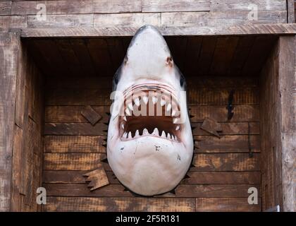 Effrayant et effrayant requin blanc cassé à travers le mur en bois de aquarium aquarium réservoir de poissons débordant avec des dents pointues mâchoire montrant et la bouche est très ouverte Banque D'Images