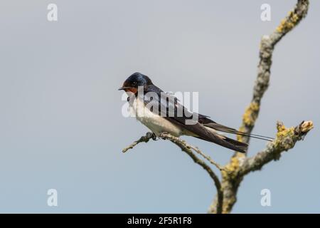 La grange hige, assise sur une branche avec un ciel bleu comme arrière-plan, photographiée dans l'Oostvaardersplassen. Banque D'Images