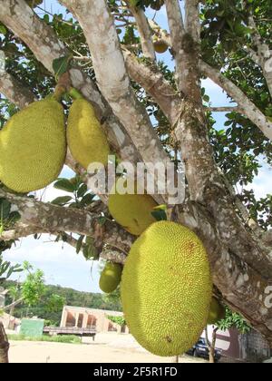 conde, bahia / brésil - 16 septembre 2012: Le jackfruit est vu avec ses fruits sur une ferme dans la ville de Conde. *** Légende locale *** Banque D'Images