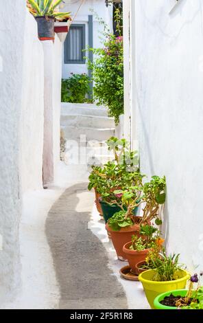 Rue dans le quartier de Plaka, Athènes, Grèce. Plaka est une attraction touristique d'Athènes. Belle allée étroite confortable avec plantes, fleurs et maisons blanches anciennes Banque D'Images