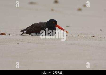 Oystercatcher américain (Haematopus palliatus) dans les îles Galapagos, en Équateur Banque D'Images