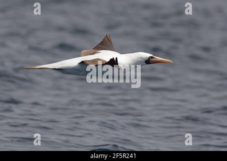 Booby masqué (sula dactylatra) volant dans les îles Galapagos, Equateur Banque D'Images